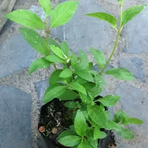 Гортензії. Гортензії.