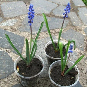 Мускарі. Мускарі.