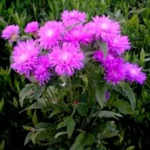 Волошка. Волошка.