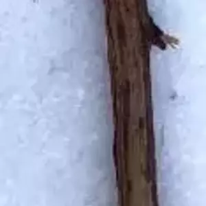 Пухиреплідники НЧ. Живці для вкорінення. Пухиреплідники НЧ. Живці для вкорінення.