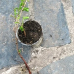 Адрафна (Арахна) колхідська. Адрафна (Арахна) колхідська.