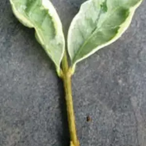 Живці для вкорінення декоративних кущів. НЧ. Живці для вкорінення декоративних кущів. НЧ.