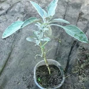 Вероніка. Вероніка.