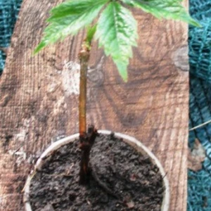 Виногради, виноградовики. Виногради, виноградовики.