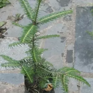 Ялиця. Ялиця.