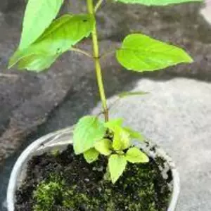 Монарда. Монарда.