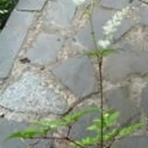 Астильба. Астильба.