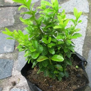 Самшит. Самшит.