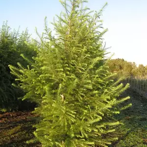 Модрини. Модрини.