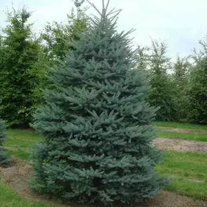 Ялини. Ялини.