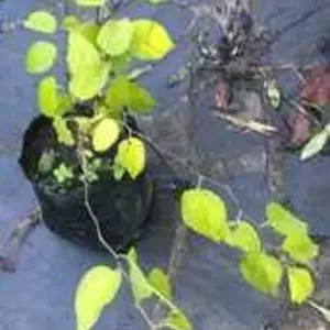 Каркас. Каркас.