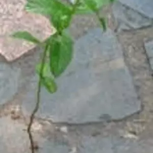 М'ята. М'ята.