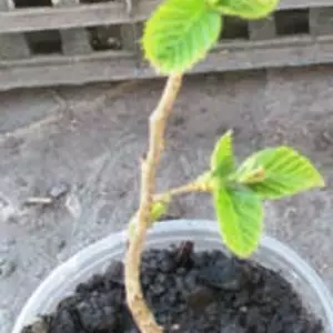 Бук. Граб. Бук. Граб.