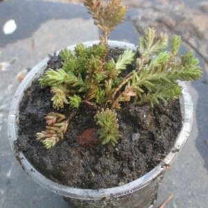 Очитки. Седуми. Очитки. Седуми.