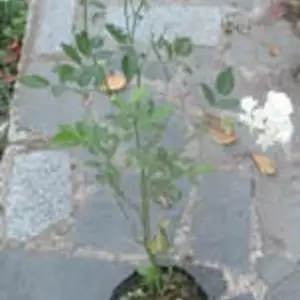 Троянди. Троянди.