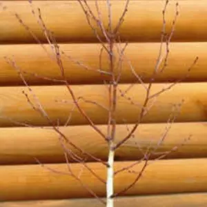 Береза. Береза.