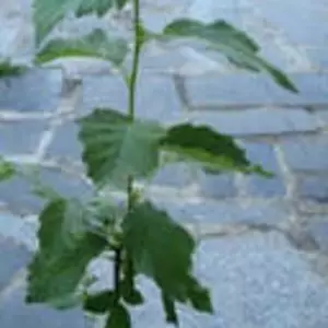 Вільха. Вільха.