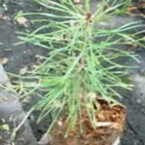 Сосни. Сосни.