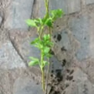 Клекачка. Клекачка.