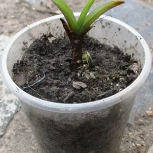 Традесканція садова. Традесканція садова.