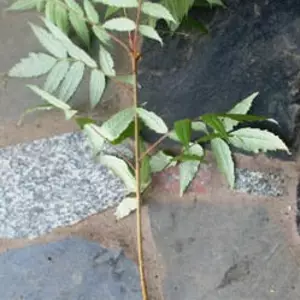 Сумах. Сумах.