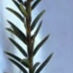 Тис. Нч. Живці для вкорінення. Тис. Нч. Живці для вкорінення.