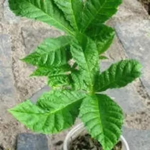 Каштан. Каштан.