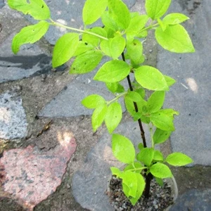 Чубушник. Чубушник.