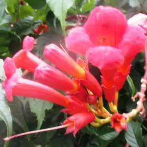 Кампсис. (Текома). Кампсис. (Текома).