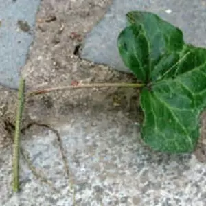 Живці для вкорінення. Ліани. Живці для вкорінення. Ліани.