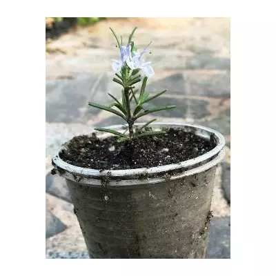 Розмарин. У контейнерах 0.5 л.