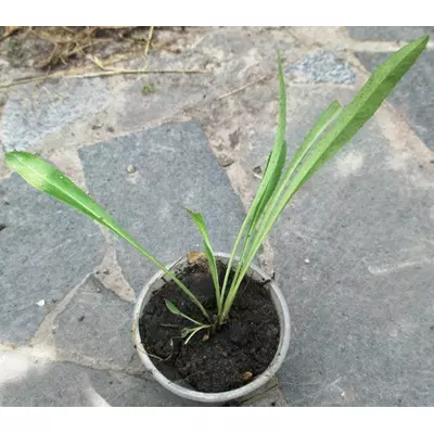 Дзвіночок персиколистий блакитний. Розсада в контейнерах Д5.