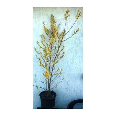 Форзиція. 12 л.