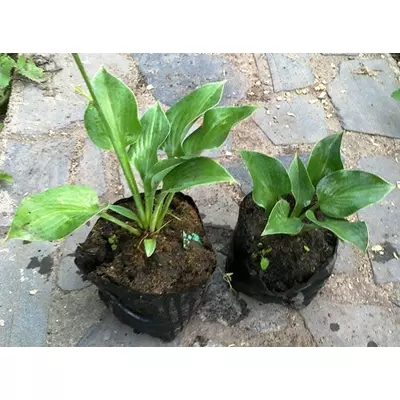 Хоста Перл Лайк (Перлинне озеро). Саджанці в контейнерах Д12.