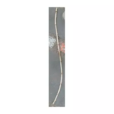 Шовковиця шаровидна. НЧ.