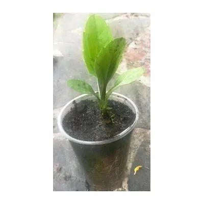 Топинамбур. В контейнерах 0.5л