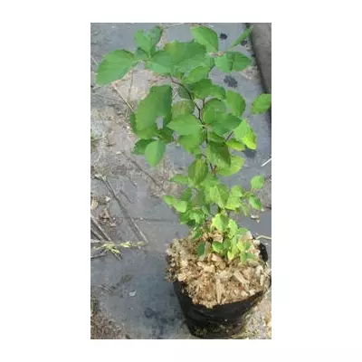 Спірея середня Erz. Schmidt. У контейнерах Д12