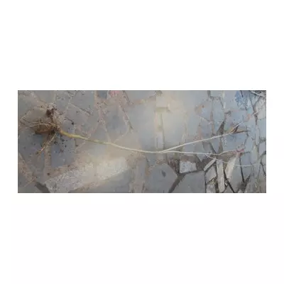 Аморфа чагарникова. ОКС.