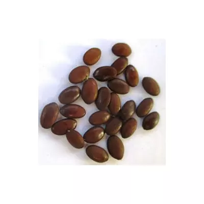 Гледичія триколючкова. Насіння. Ціна за 25 штук.