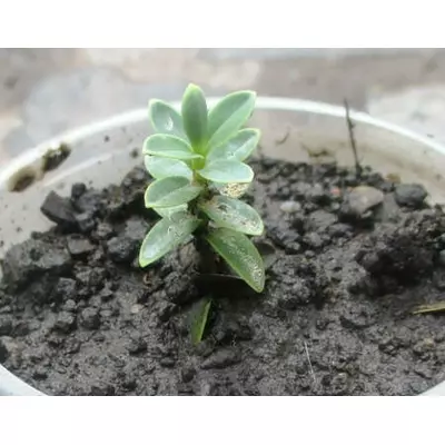 Хебе товстолистна.Вкорінені живці в контейнерах Д5.