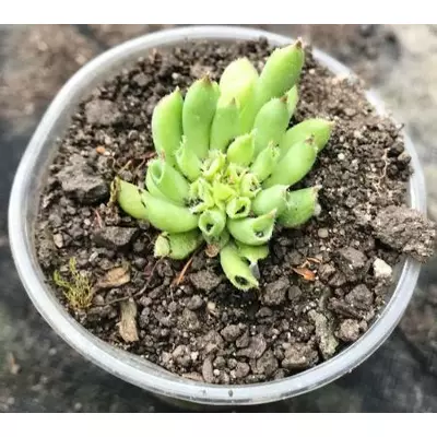 Молоділо Трубчасте. У контейнерах Д5.