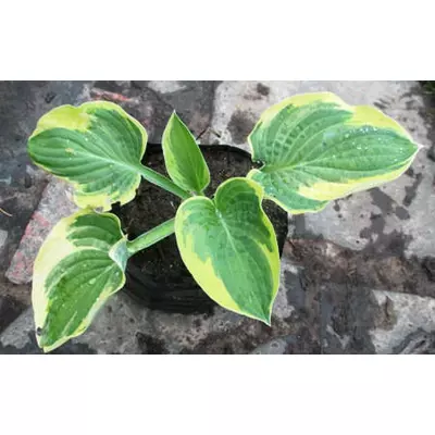 Хоста Вайд Брим. Саджанці в контейнерах Д12.