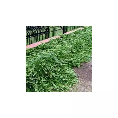 Ялівець горизонтальний Джейд рівер. У контейнерах Д12.