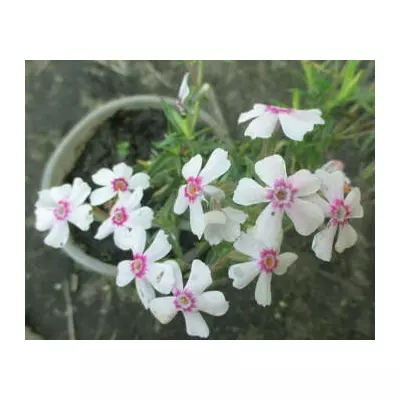 Флокс шилоподібний Амазін Грейс. У контейнерах Д5.