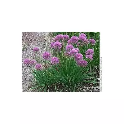 Цибуля слизун. Розсада в контейнерах Д5.