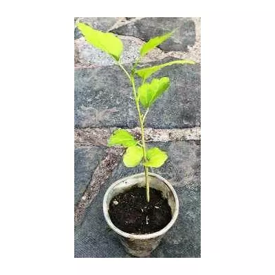 Гибискус сирийський. З насіння суміші сортових гібіскусів. У контейнерах Д5.