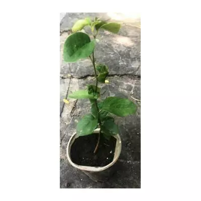 Айва звичайна. У контейнерах 0.5 л.