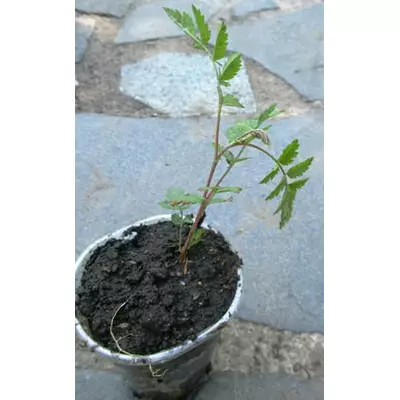 Горобина червона. Сіянці у контейнерах Д5.