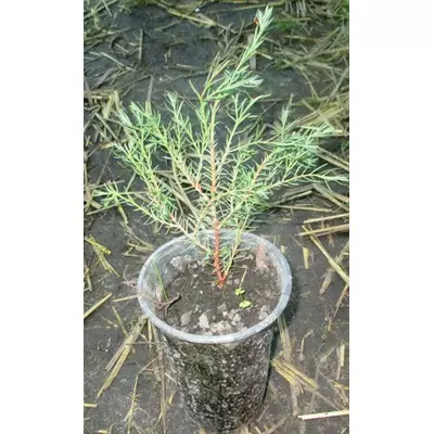 Туя західна Ерікоїдна. Саджанці в контейнерах 0.5 л.