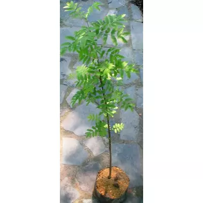 Горобина червона. Саджанці в контейнерах Д12.